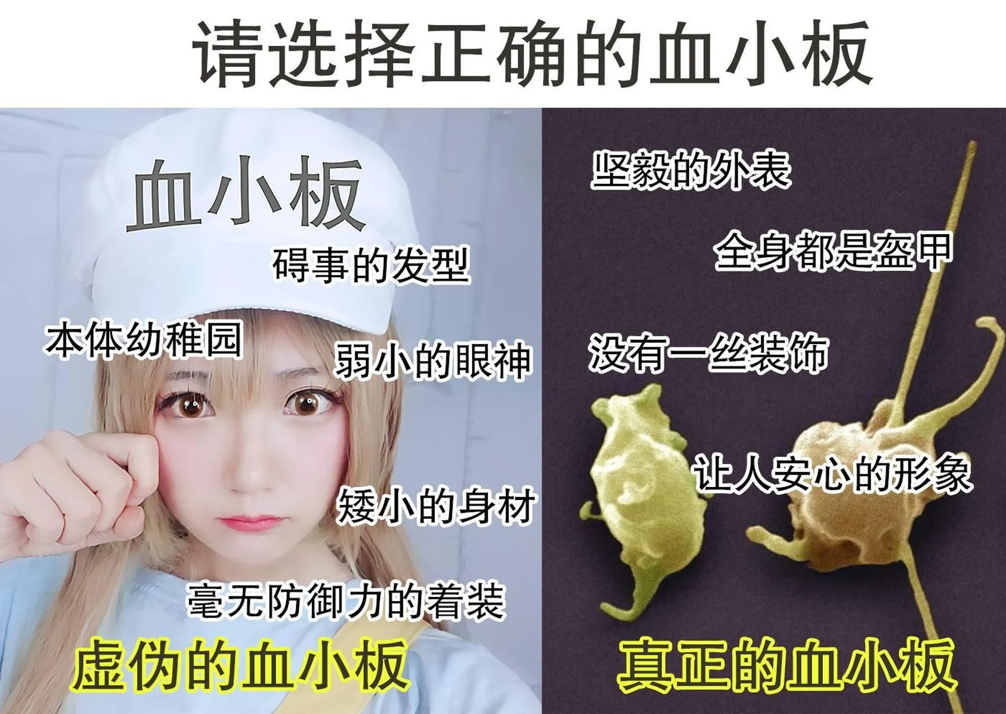 图片[4]-No.022-血小板 [7P]-coswz-cos王者