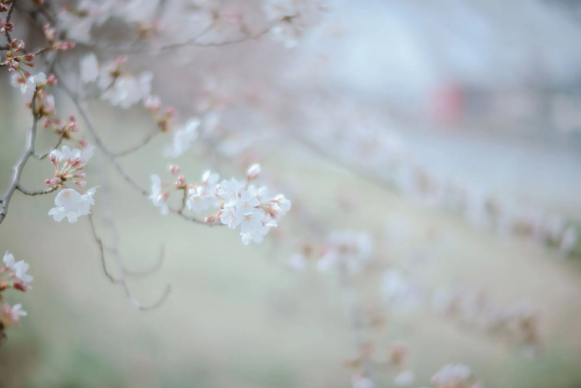 图片[4]-No.043-Sakura桜 2021 – 02.GOLD [24P]-coswz-cos王者