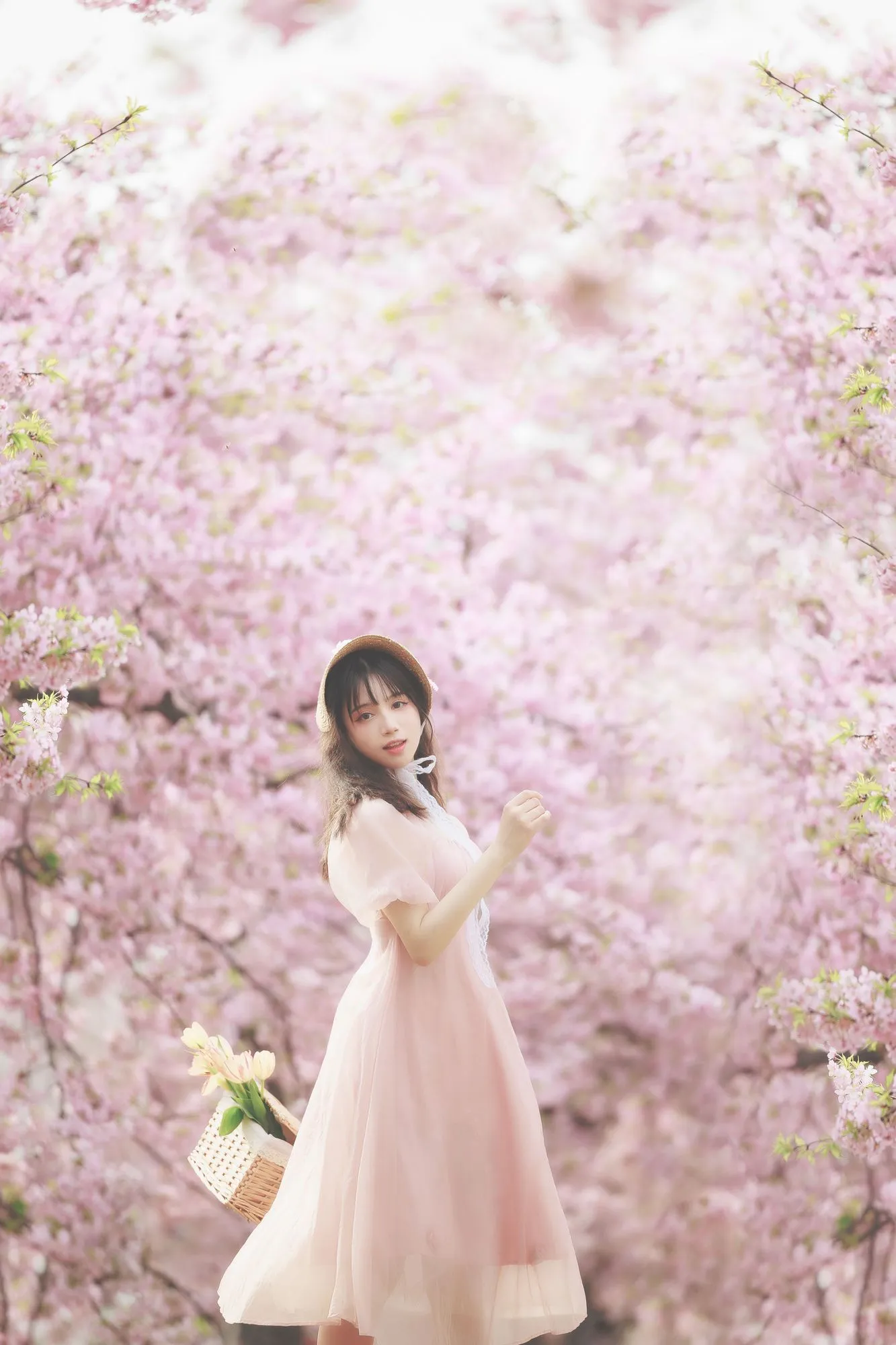 No.014-樱之浪漫 [23P]-图妖社