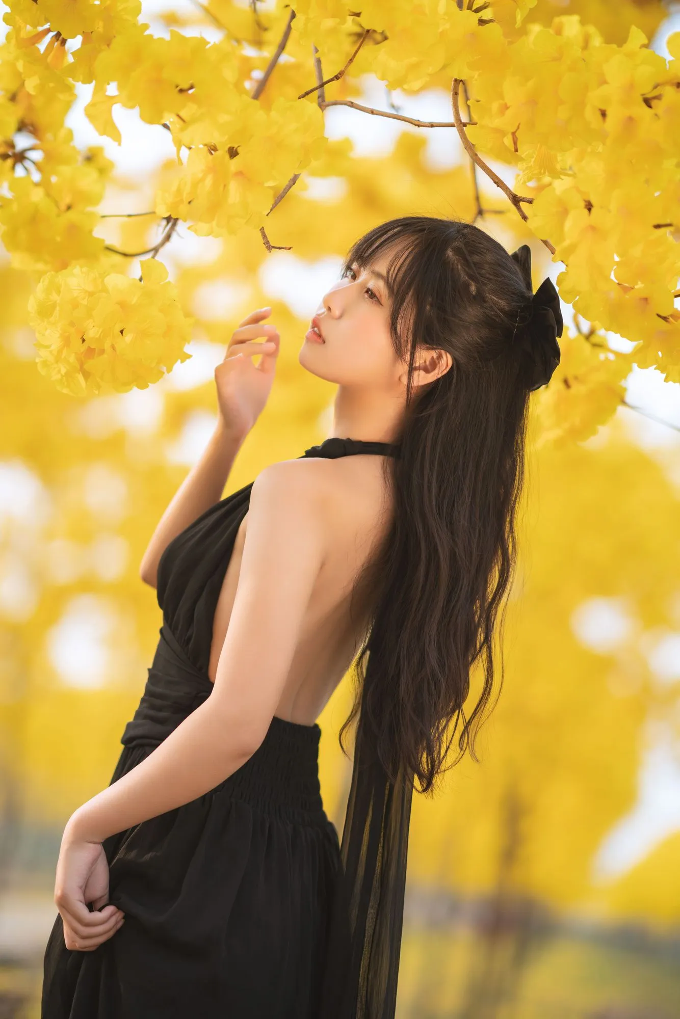 No.025 – 秋有银杏 春有黄风铃 [23P]-图妖社