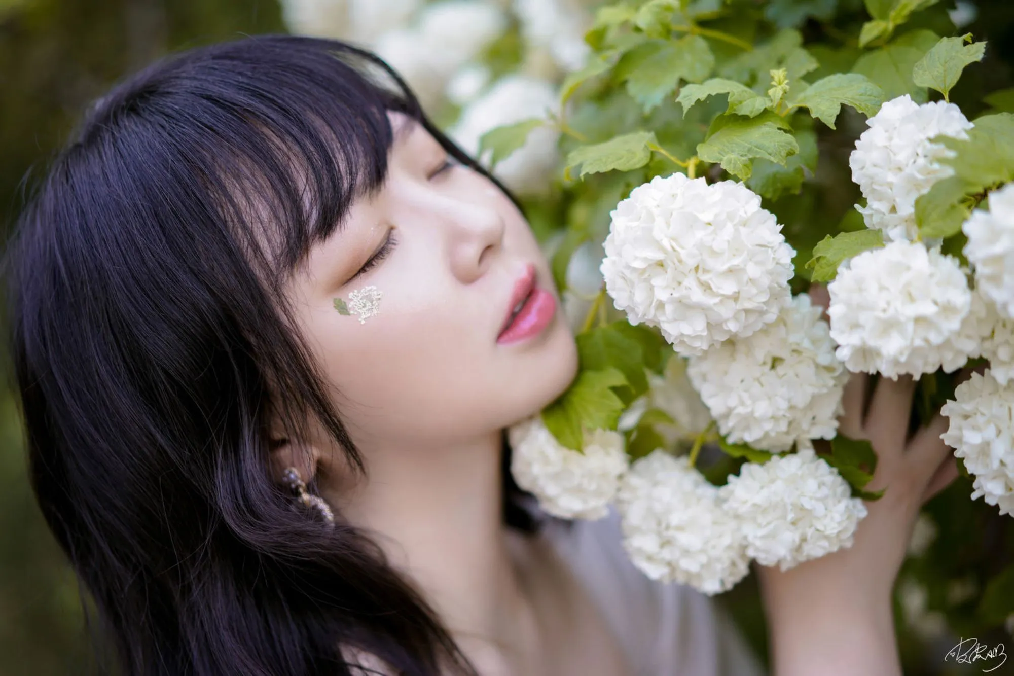 No.067 – 绣球花 [36P]-图妖社
